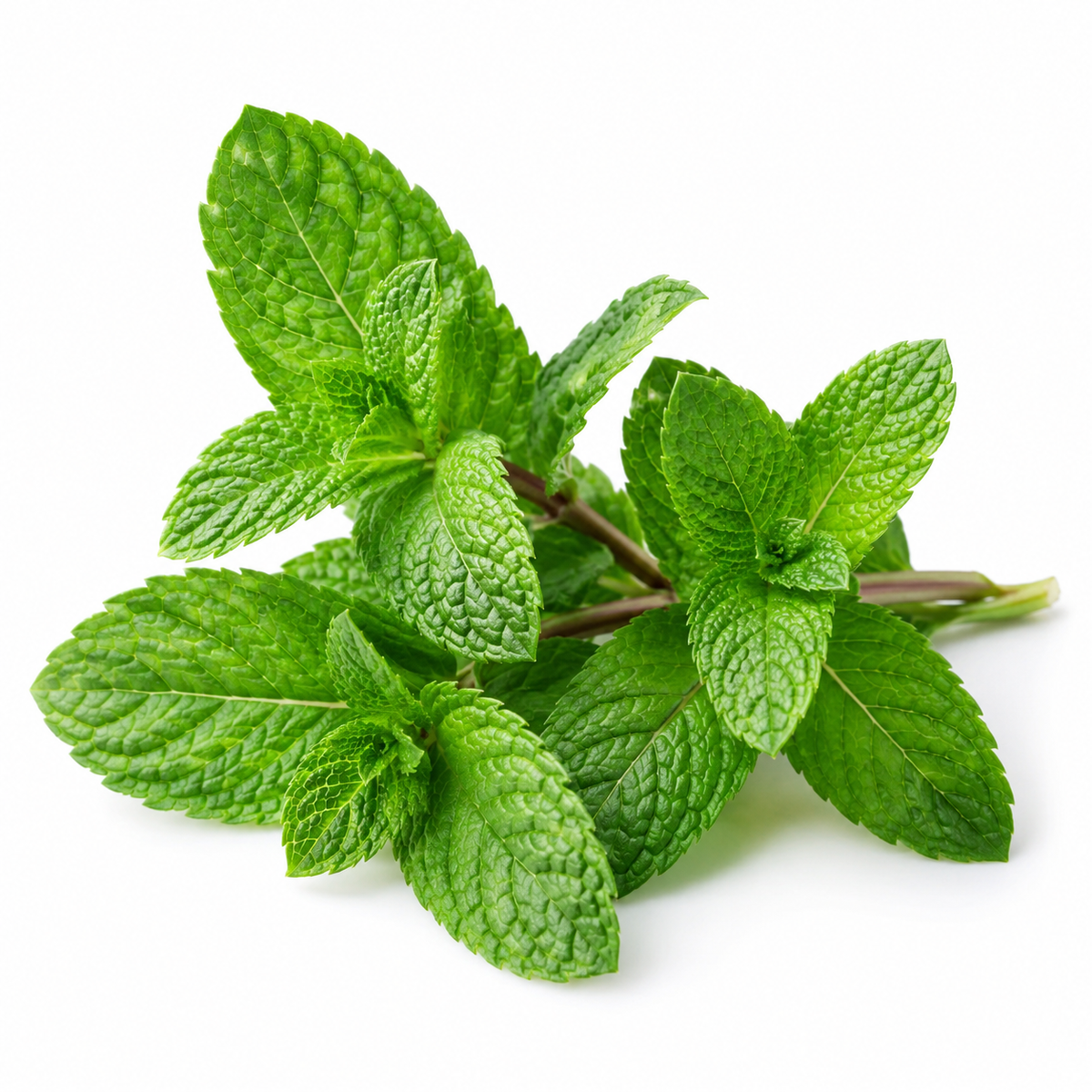 Mint & Lime Organic Deodorant