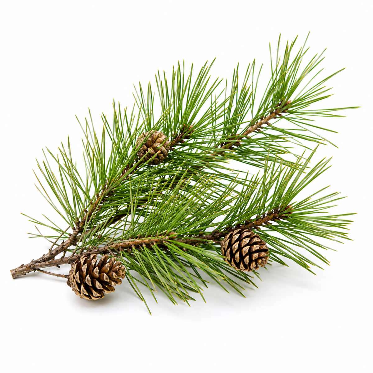 Fresh Pine Organic Deodorant