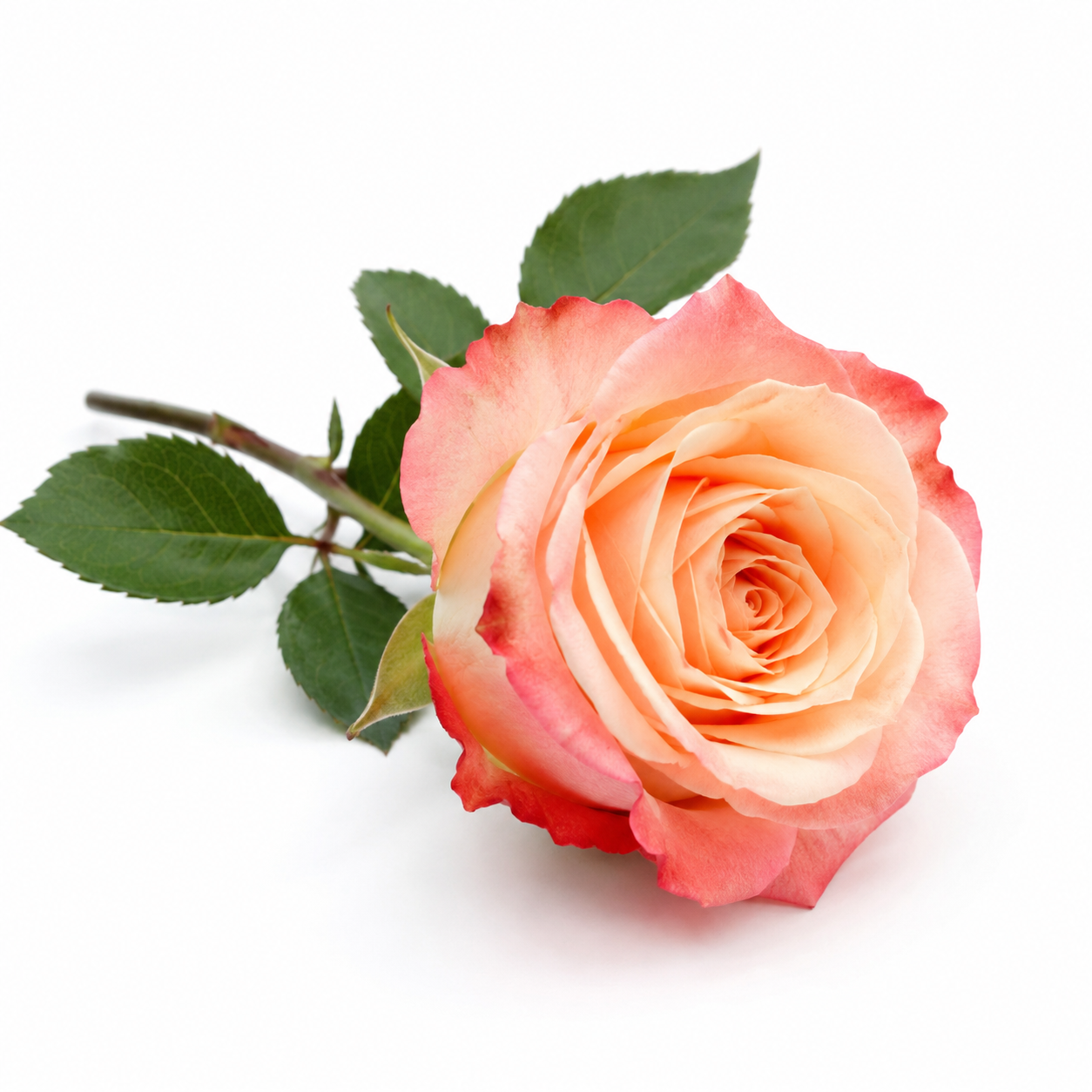 Oud Rose Organic Deodorant